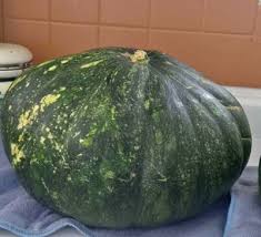 Image result for Cucurbita moschata