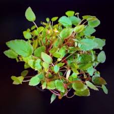 Image result for Begonia vankerckhovenii