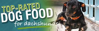 best dog food for dachshunds ultimate buyers guide