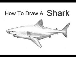 Learn how to draw with a variety of drawing media including ink, charcoal and graphite in this mixed media drawing lesson of a great white shark. How To Draw A Shark Great White Youtube
