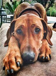 rhodesian ridgeback dog pet cute puppy nora caladesi gopro hunde tiere hunde rassen