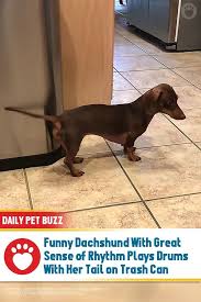 Funny Dachshund With Great Sense Of Rhythm Plays Drums With Her Tail On Trash Can Funny Dachshund Dachshund Cute Dogs Breeds