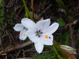 Image result for Aristea angolensis
