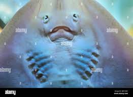 Stingray mouth hi-res stock photography and images