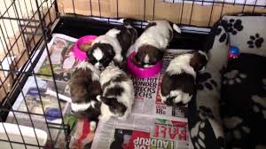 He appears to have lost weight and has cold like symptoms (sneezing. Shih Tzu Puppy 4 Weeks Old Starting Weaning On Solid Food Youtube