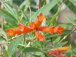 Image result for Bouvardia longiflora