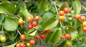 Image result for Strychnos lucens