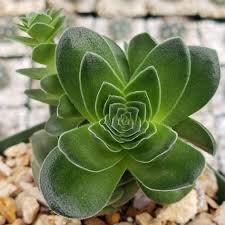 Image result for Crassula capitella