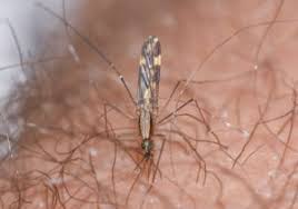 Company profile page for abc pest control of houston inc including stock price, company news, press releases, executives, board members, and contact information. Mosquito Control Abc Pest Control Inc