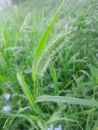 Image result for Setaria italica