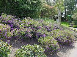Image result for Polygala gazensis
