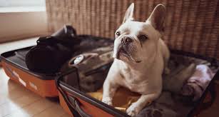 Jul 31, 2018·2 min read. Pet Boarding And Pet Sitting Deciding How To Care For Your Pets When You Re Away
