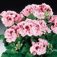 Plant specialists in suffolk offering mail order plants. Regal Geranium Martha Washington Geranium Indoors Pelargonium X Domesticum My Garden Life