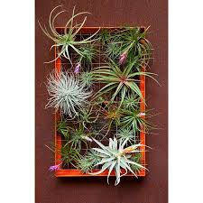 Download this beautiful watercolor leaves frame, color, colorful, colored transparent png or vector file for free. Air Plant Frame Large Airplantman