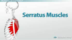 The skeletal muscles of the abdomen form part of the abdominal wall, which holds and protects the gastrointestinal system. Function Anatomy Of The Muscles Of The Chest And Abdomen Video Lesson Transcript Study Com