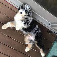 A favorite dog breed, the oes nosed its way into history as a herding dog, driving livestock to market. Sheepadoodles By Design Home