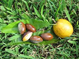 Image result for Pouteria