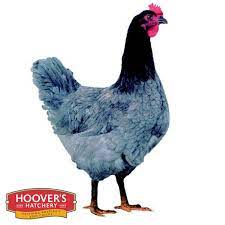 Such as barred, buff, blue, black, columbian, partridge, silver penciled, white, light barred, dark. Sapphire Gem Dominate Blue D 107 Backyard Chickens Learn How To Raise Chickens