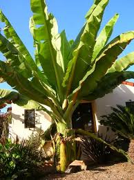 Image result for Ensete ventricosum