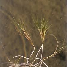 Image result for Stuckenia