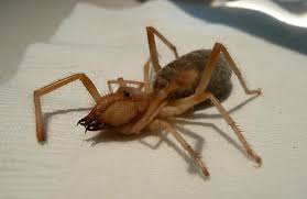 I was sitting on my. Large Tan Spider In Palm Springs Found In Pool Bugguide Net