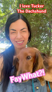 Tucker the #dachshund #miami #faywhat #doglover #doxies #love