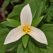 Oregon varies greatly in terms of elevation, temperature, wind, rainfall and soil composition. Trillium Ovatum Wikipedia