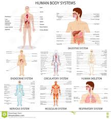 Chart Of Different Human Organ System Stock Vector