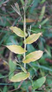 Image result for Arthraxon