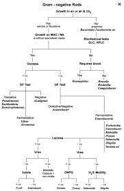 flow chart gram positive bacilli identification lab 4