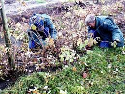 Une première fois sur la pousse de l'année en été et jusqu'au début de • la taille des framboisiers remontants se fait en plusieurs séquences: Comment Tailler Les Framboisiers