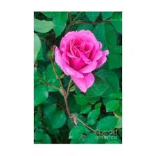 Image result for Rosa sp.