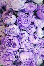 Pin By Purpleologist Purple Store On Flower Power Beautiful Flowers Purple Peonies Blue Peonies