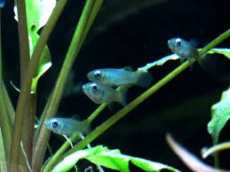Normans Leuchtaugenfisch Poropanchax Normani Aquarium Fische Aquarienfische Fische