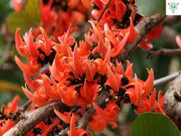 Flowersofstates Plants Plant Decor Beautiful Flowers