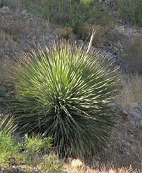 Maybe you would like to learn more about one of these? Plants Chamizal National Memorial U S National Park Service