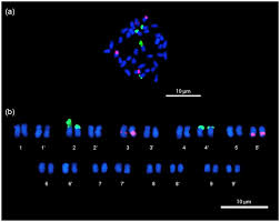 Image result for Urochloa arrecta