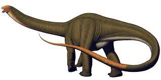 Apatosaurus, also known as brontosaurus, is a genus of sauropod dinosaurs that lived about 140 million years ago during the jurassic period. Apatosaurus Louisae Dinosaur National Monument U S National Park Service