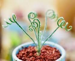 Image result for Albuca setosa