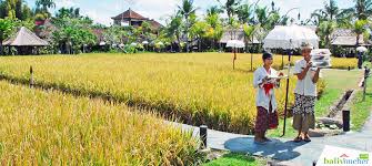 Bebek tepi sawah hadir di citos dengan nuansa etnik yang cukup kental. Bebek Tepi Sawah Ikon Kuliner Bebek Gurih Di Bali