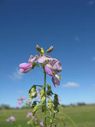 Image result for Desmodium uncinatum