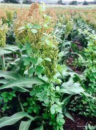 Image result for Macrotyloma daltonii