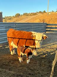 Herford Bull Calf born this morning. Identical to the mama