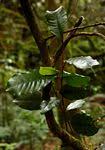 Image result for Trichocladus ellipticus