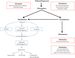 Ethanol Pharmacokinetics In Neonates And Infants Sciencedirect