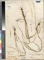 Image result for Urochloa jubata