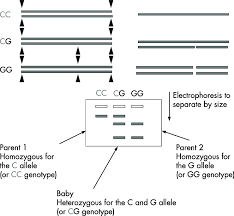 The digested fragment are run in polyacrylamide gel electrophoresis or agarose gel electrophoresis to separate the fragments on the basis of length or size or molecular weight. Restriction Fragment Length Polymorphism Rflp And Detection Of Download Scientific Diagram