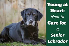 What could be causing this and what can we do about it? this is a complaint i've. Caring For Your Senior Labrador Health And Happiness To The End