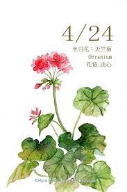 每日一花4 24 生日花 haru hello flower painting geraniums floral watercolor