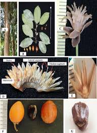 Image result for Mimusops obtusifolia